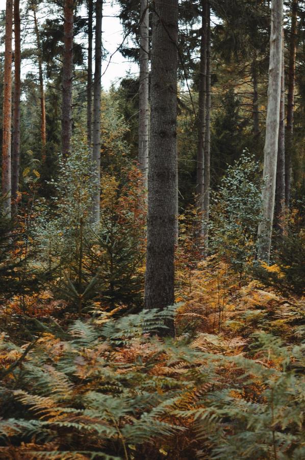 Zur Margarethenmuehle - Landgasthof Und Waldhotel Rosswein Exteriér fotografie